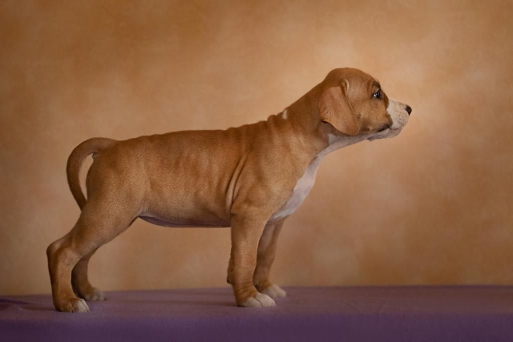 Solar Maharius Bella | American Staffordshire Terrier 