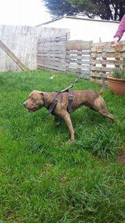 BloodLord Kennel UK's Hulk Smash | American Pit Bull Terrier 