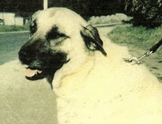 Cream of Sakarya | Anatolian Shepherd Dog 