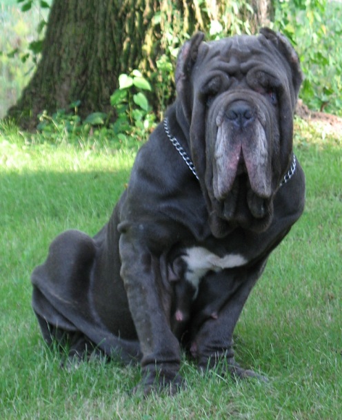 IL DRAGO DYSIS | Neapolitan Mastiff 