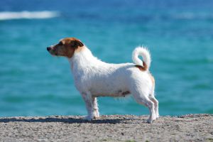 Viva Bacara Bohemia Platina | Jack Russell Terrier 