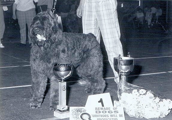 Kim Nicky v.h. Witteveenseven | Bouvier des Flandres 