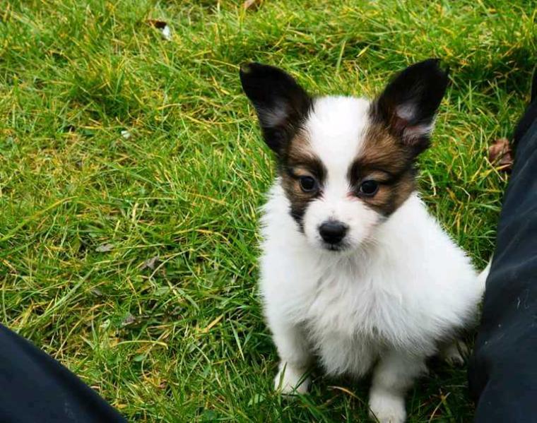 Ellana Planet solaris | Papillon 