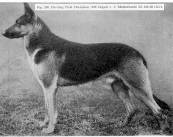 Seppel von der Mutterherde | German Shepherd Dog 