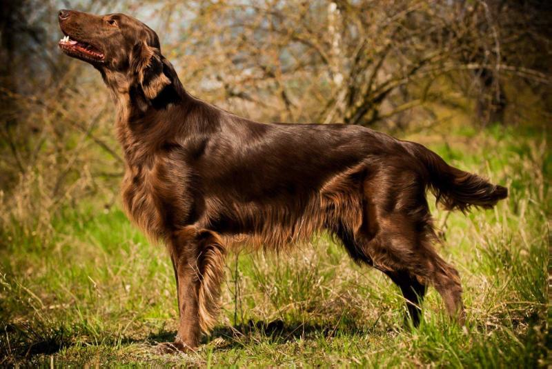 Orien Bonny Dux | Flat-Coated Retriever 