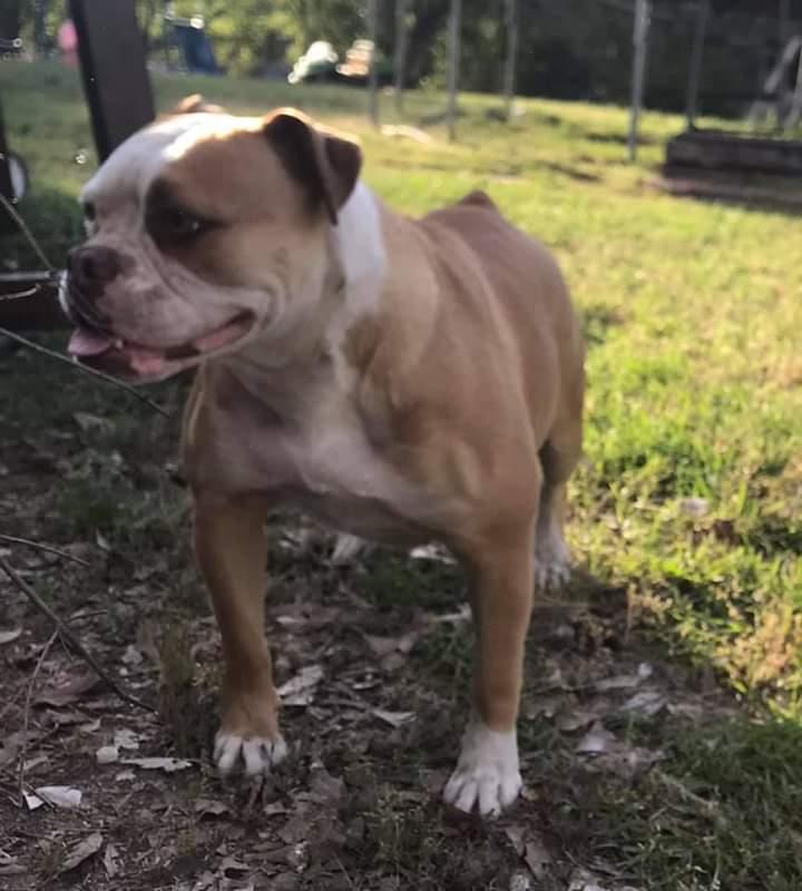 XSB's Honey of SSOB | Olde English Bulldogge 