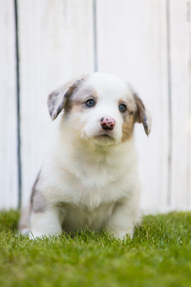 SEVASTOPOLSKIY VALS Evpatiy Kolovrat | Cardigan Welsh Corgi 