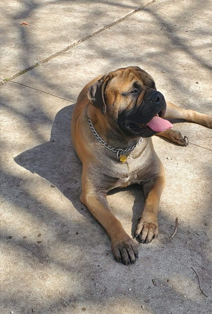 Sir Lexington | Bullmastiff 