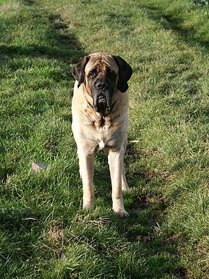 Bredwardine brynilltyd | Mastiff 