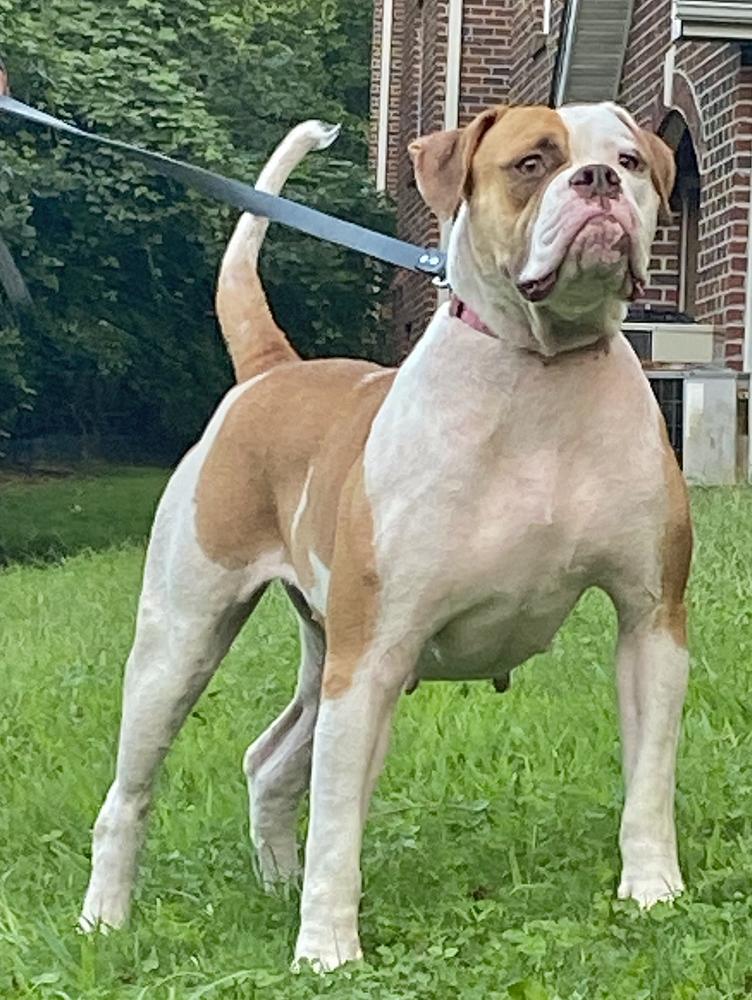 Champs Classic Pa’ Shance of Cole Creek | American Bulldog 