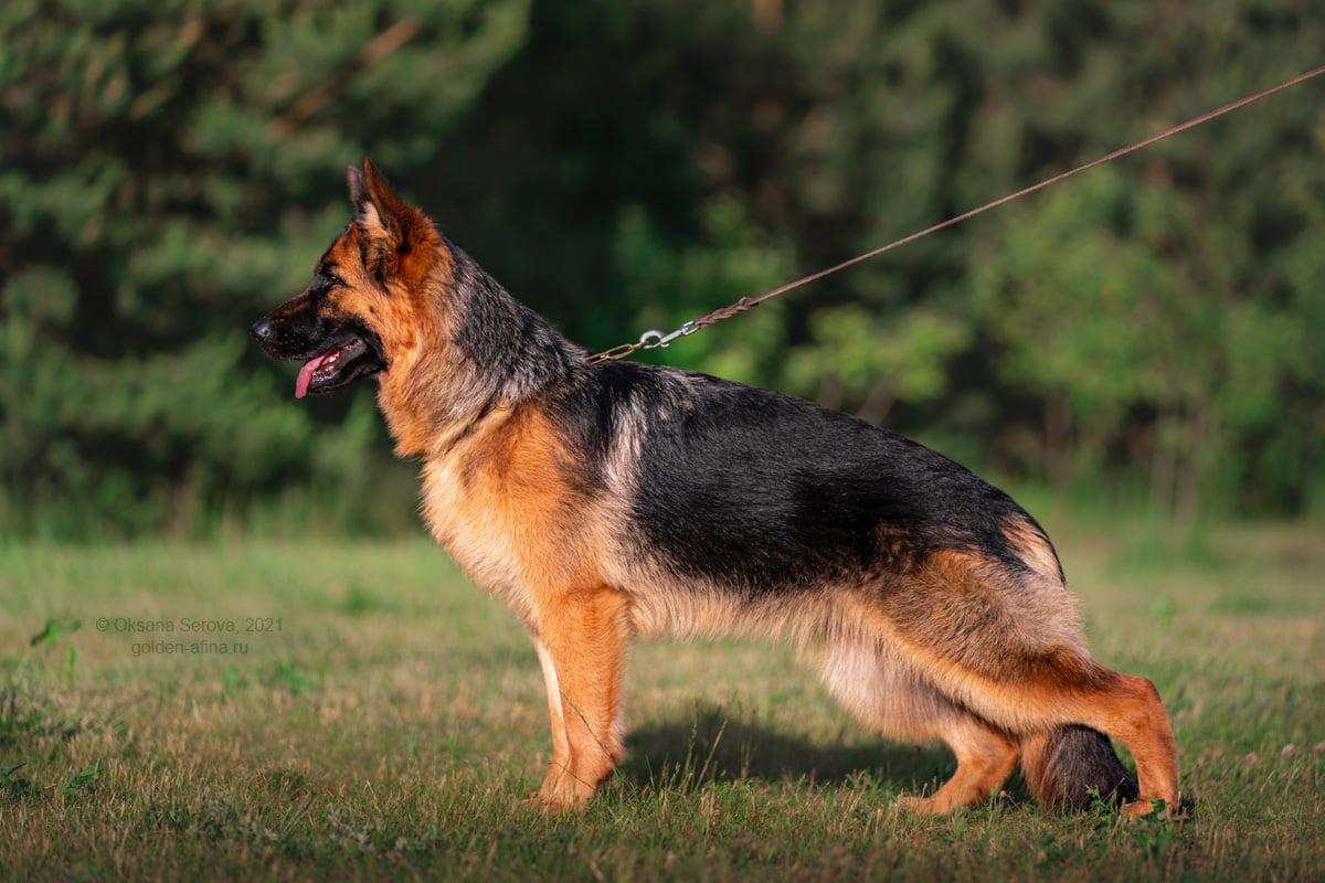 Diktum Faktum Vieslava | German Shepherd Dog 