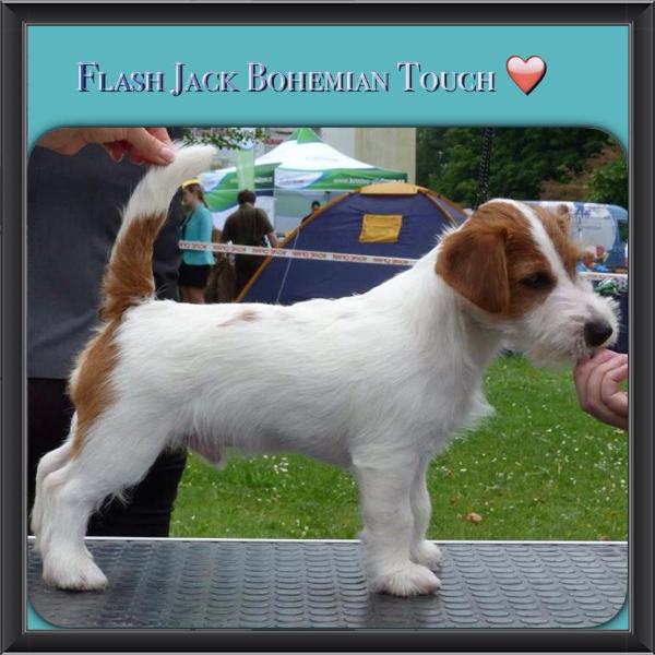 Flash Jack Bohemian Touch | Jack Russell Terrier 