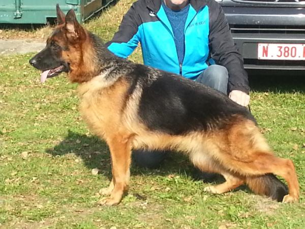 Lolita du Parc a Mitrailles | German Shepherd Dog 