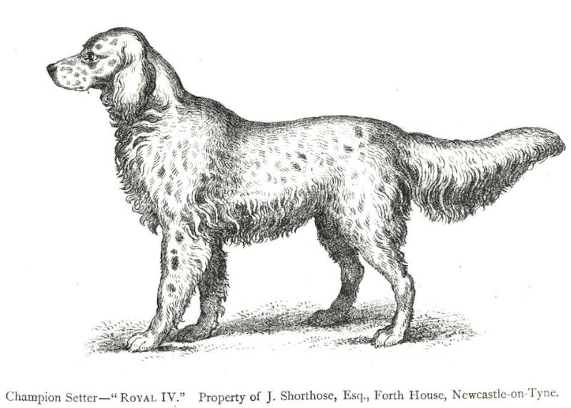 Royal IV (~1887) KCSB 007175 | English Setter 