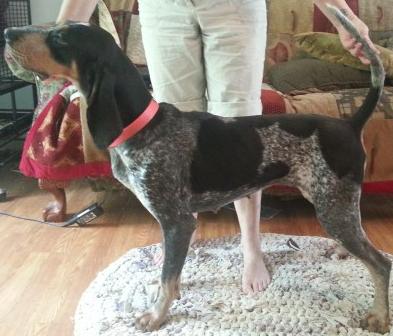 Evenstar Sunday Best | Bluetick Coonhound 