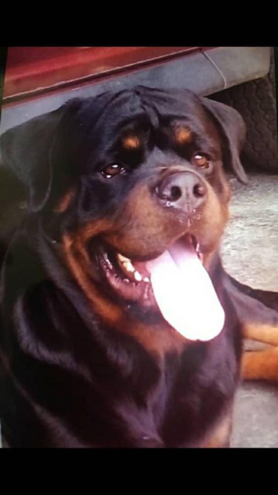 Virgys Otto | Rottweiler 