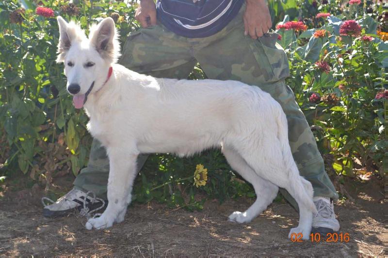 Erta Ale Beli Andjeo | White Swiss Shepherd Dog 