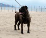 Archille | Cane Corso 