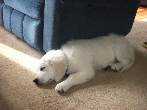 COOPER JACK MANNING | Golden Retriever 