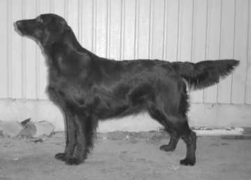 Workable's Janssons Frestelse | Flat-Coated Retriever 