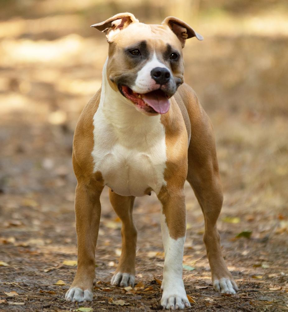 Live The Legend From Nature's Finest | American Staffordshire Terrier 