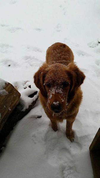 Brownie Casey Star | Golden Retriever 
