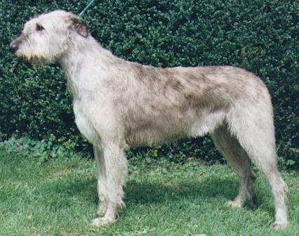 Eva du Grand Chien de Culann | Irish Wolfhound 