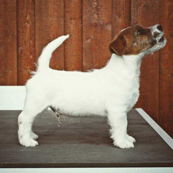 Marklivet JR I Walk The Line | Jack Russell Terrier 