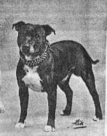 Godellas Pride | Staffordshire Bull Terrier 