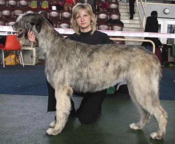 Easy Runner Doortje | Irish Wolfhound 