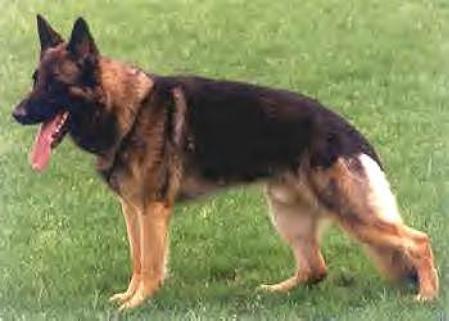 Half vom Ruhbachtal | German Shepherd Dog 