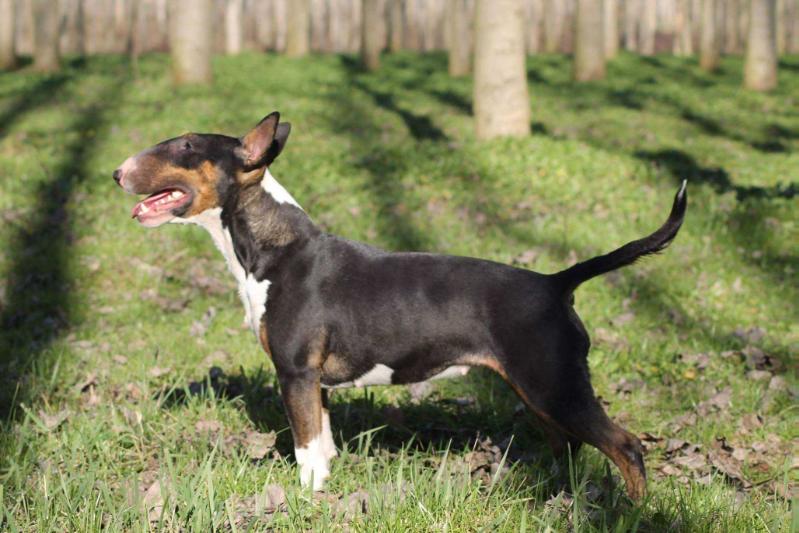 Honolulu Calypsa | Bull Terrier 