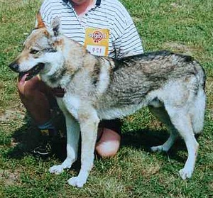 Cézar z Krotkovského dvora CS | Czechoslovakian Wolfdog 