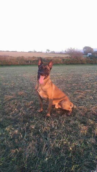 Fennslane cluedo prince | Belgian Malinois 