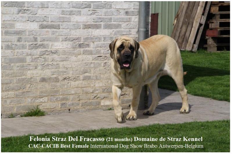 Feloniastraz del fracasso | Mastiff 