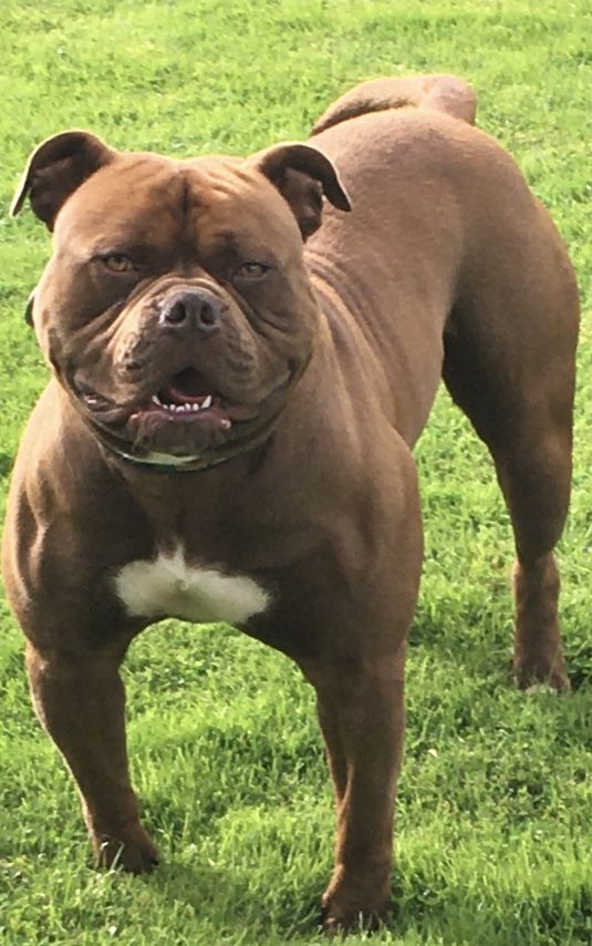 Biggerbulls Bear | American Bulldog 