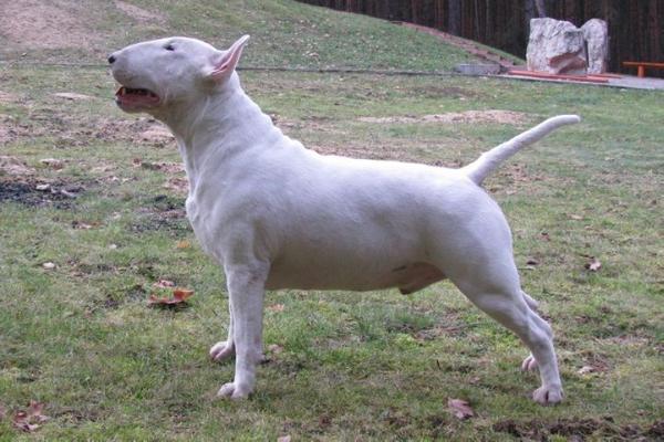 CUT ABRUZI Great Carson | Bull Terrier 