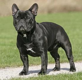 Frodo Of Little Bombardier | French Bulldog 