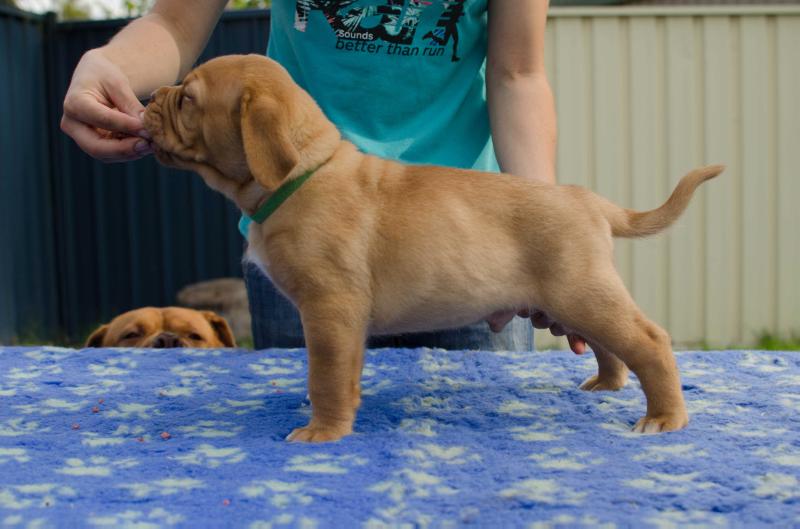Taureauxroug Duke Of Hazard | Dogue de Bordeaux 