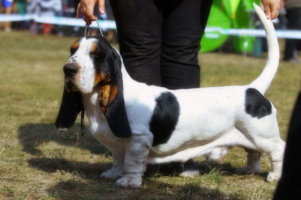 UNISONO Galopujaca Fufla | Basset Hound 