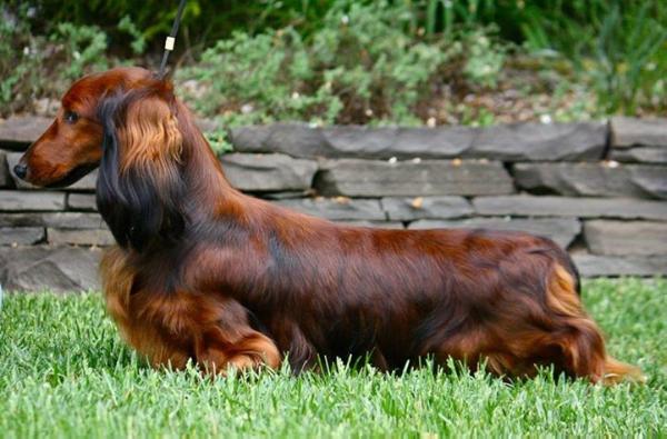 Lex-An Mercury Rising ML | Dachshund 