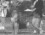 Lilliput Fitzarran Khronos | Irish Wolfhound 