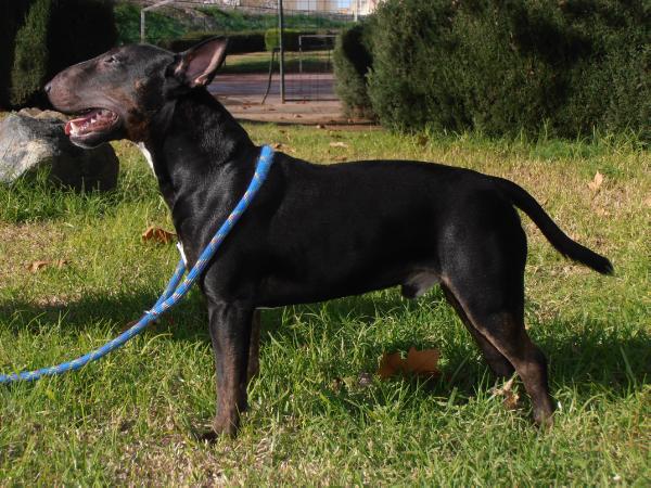 Tunante de Valdehierro | Miniature Bull Terrier 
