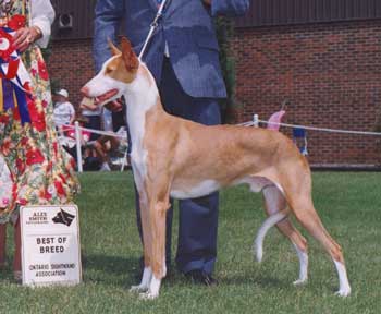 Paradise Legacy O' Bramblewood | Ibizan Hound 