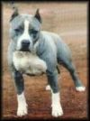 York's Blue Shadow Dancer | American Pit Bull Terrier 