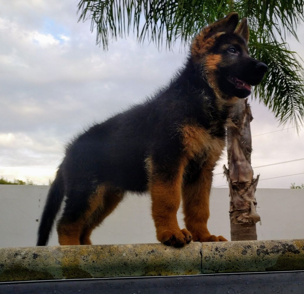 Cash do Pastor do Sul | German Shepherd Dog 