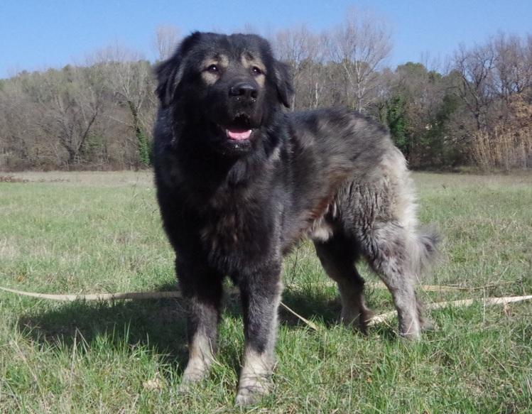 BOHUN DI CA'BASTIANI | Caucasian Mountain Dog 