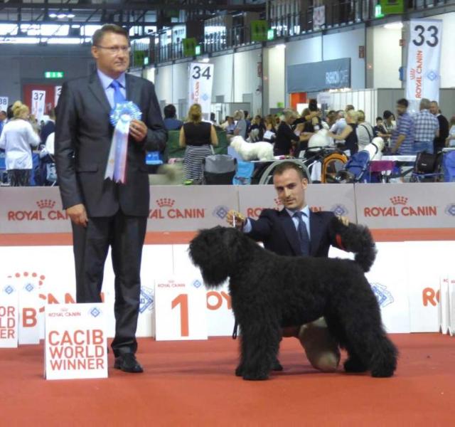 Cabiria | Bouvier des Flandres 