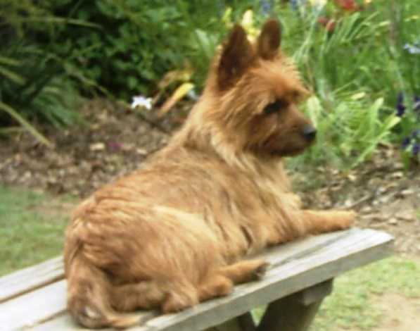 Enomis Sweet Lady | Australian Terrier 