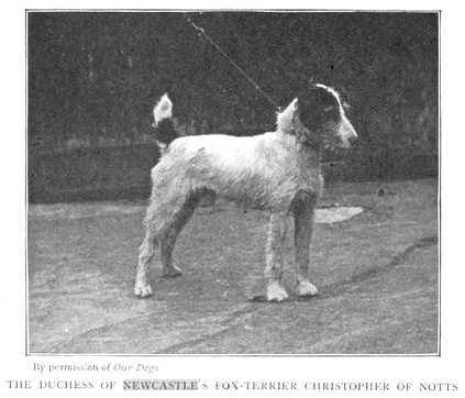 Christopher of Notts | Wire Fox Terrier 